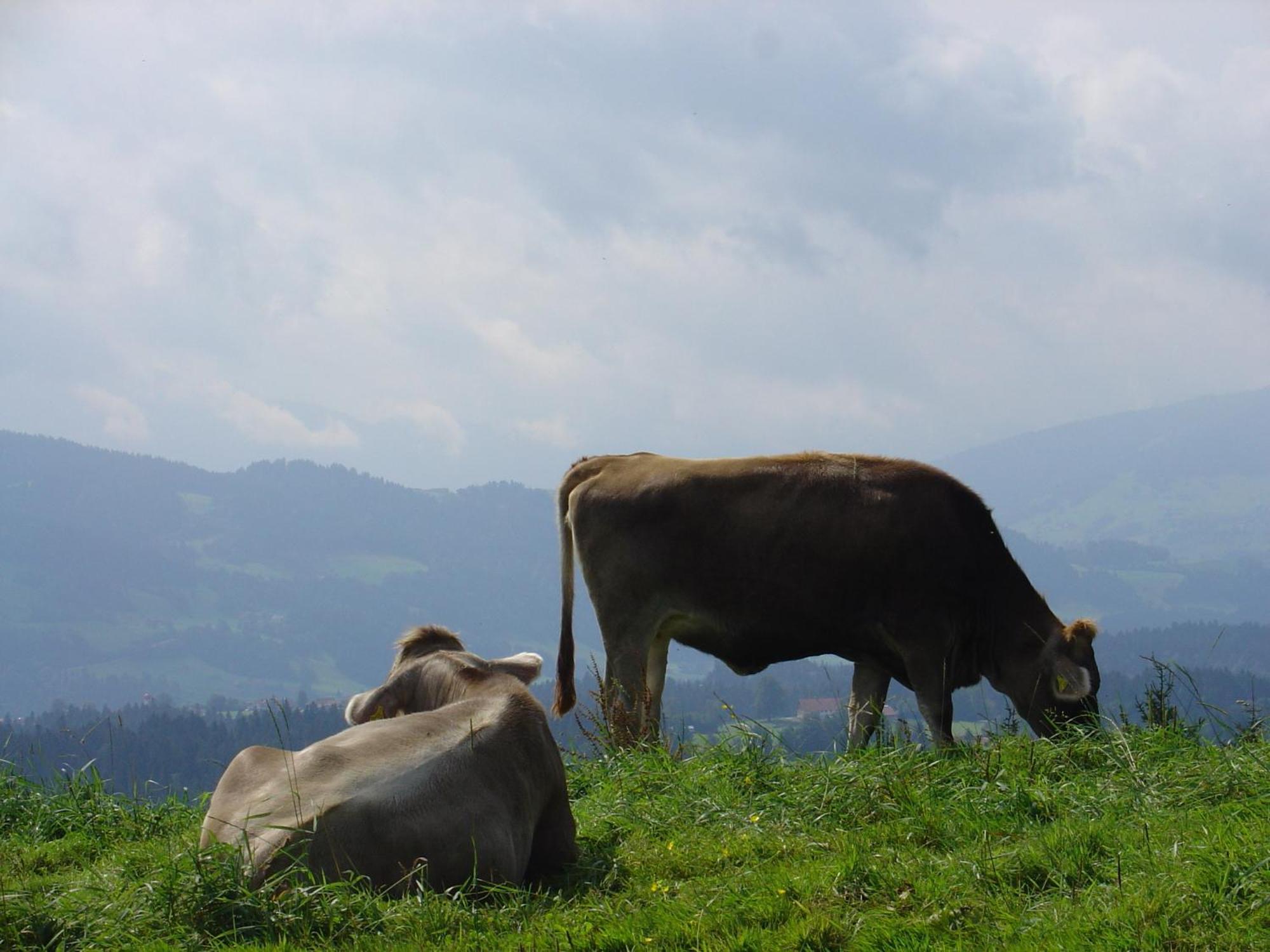 Landhotel Herzberger Garni Zimmer & Ferienwohnungen Scheidegg Dış mekan fotoğraf